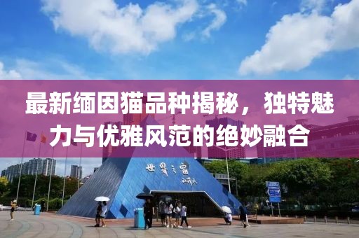 最新缅因猫品种揭秘，独特魅力与优雅风范的绝妙融合