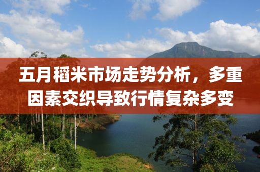 五月稻米市场走势分析，多重因素交织导致行情复杂多变