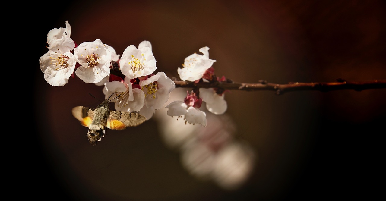 重阳佳节，登高赏菊，传承文化之美