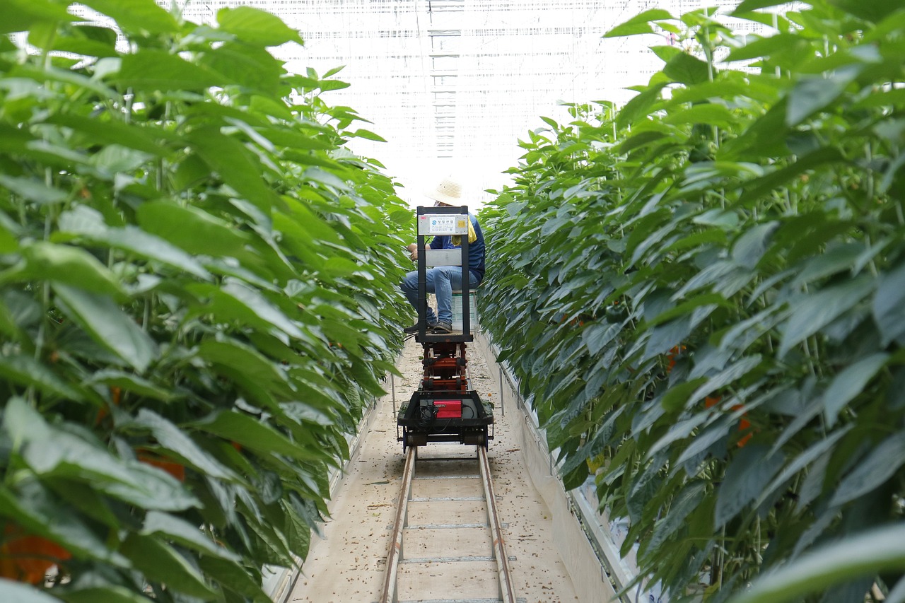 旱半夏最新种植技术揭秘与解析