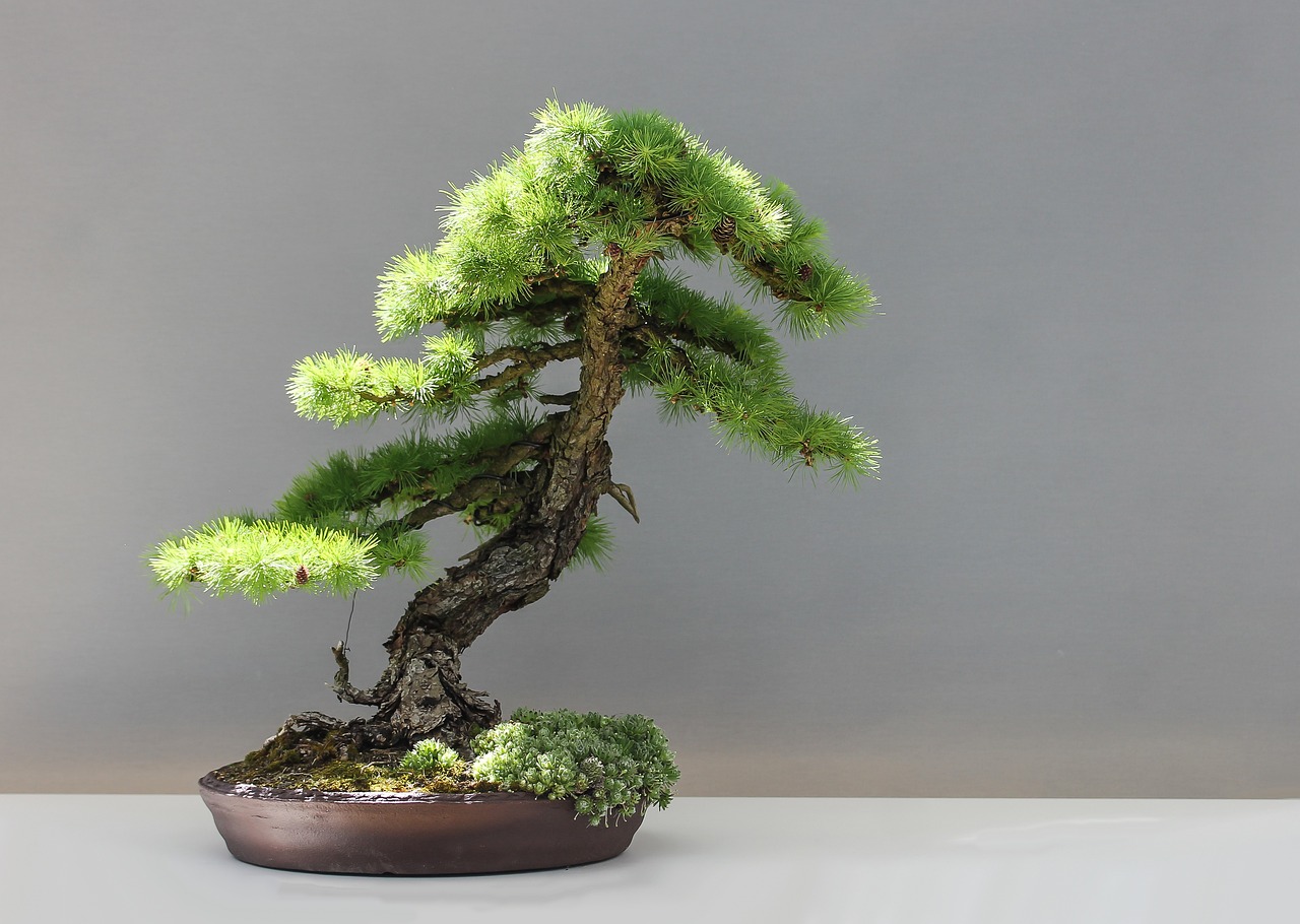 最新盆景展，自然与艺术之美交相辉映的盛宴