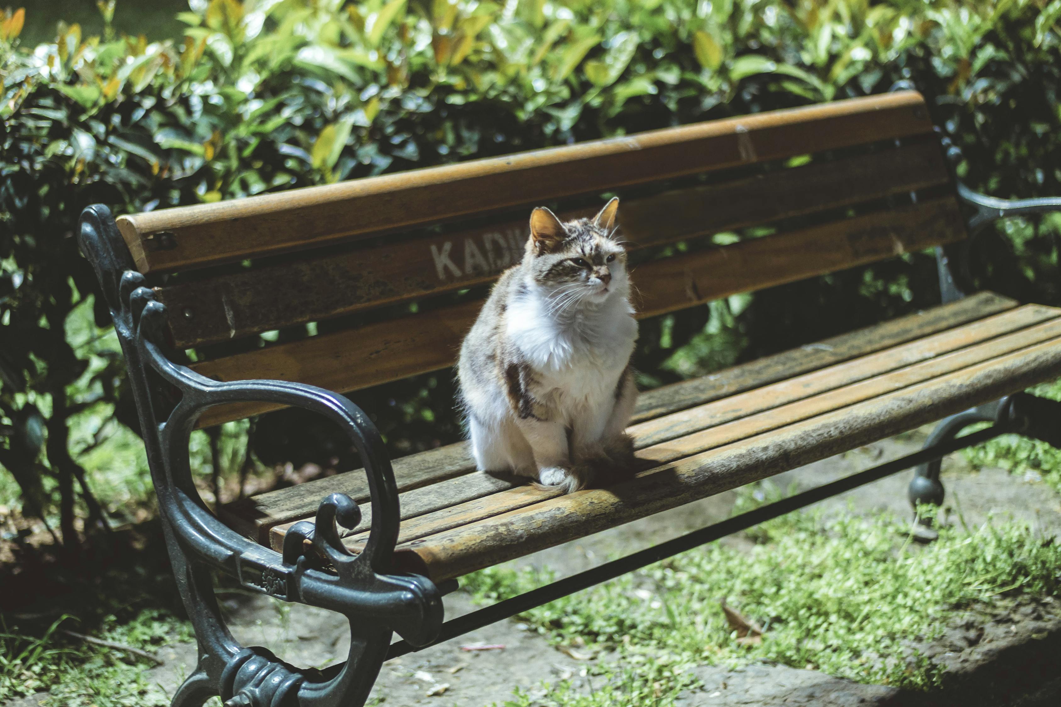 猫咪影音最新版下载，体验分享与下载指南